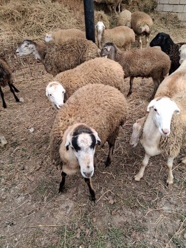 cins ineklerin qiymeti: Erkək, il: 5, 20 kq, Ətlik, Ünvandan götürmə — 2