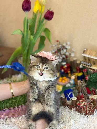 pisik sahiplendirme: Yaxşı əllərə — 2