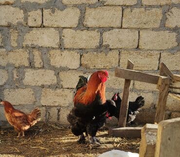 Другие животные: Петух, Brama, лет: <1, Самовывоз — 5