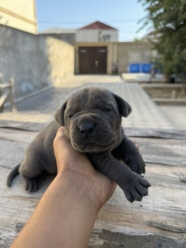 кане корсо цена: Kane-Korso, 1 ay, Erkek, Sənədli, Ünvandan götürmə — 1