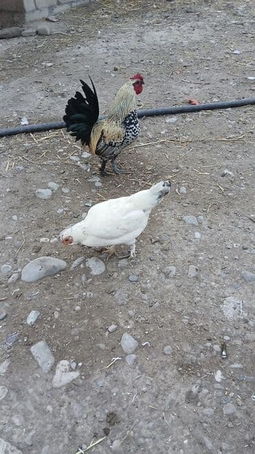 toyuga verilen adlar: Toyuq, Damazlıq — 4