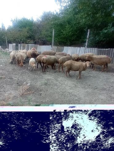 heyvan bazari inekler: Qoyun sürüsü satılır - Şəkillərdə göstərilən yerli südlük-ətlik — 2