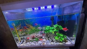 akvarium kompressor: Akvaryum dəsti – ağ çərçivəli, örtüklü Xüsusiyyətlər: - Düzbucaqlı — 1