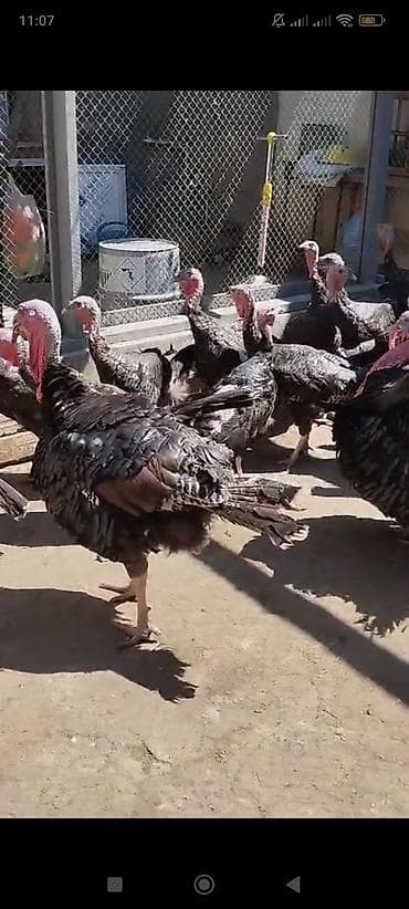 gence it bazari: Dişi, Amerika, Damazlıq, Ünvandan götürmə — 1