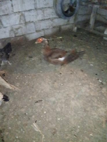 bulbul quşu: Erkek 1yas4ayliqdi real aliciya endirim.olacaq ünvan Bakı kurdaxani — 2