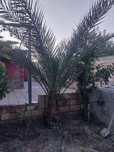 ev gulleri ve adlari: Xurma (xurma palması) – dekorativ landşaft üçün - Növlü xurma — 3