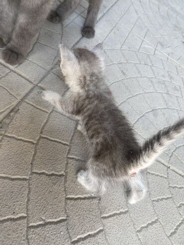 pisi: Erkək, Yaxşı əllərə — 2