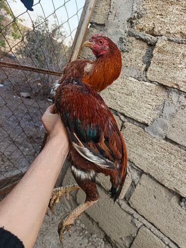 Xoruz, Heyratı, il: 1 lalafo.az -da Xoruz, Heyratı, il: 1