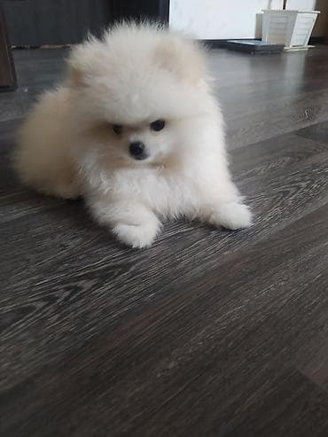 mini spitz: Şpitz, 2 ay, Dişi, Peyvəndli — 4