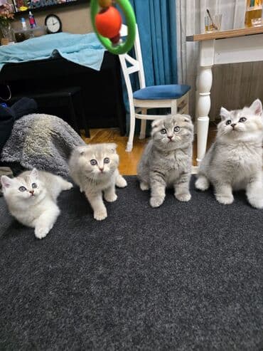 pers pişiyi: Cins Paroda pişikləri. Şotland, Britan, Pers. Rəngləri də cür bə cür — 7