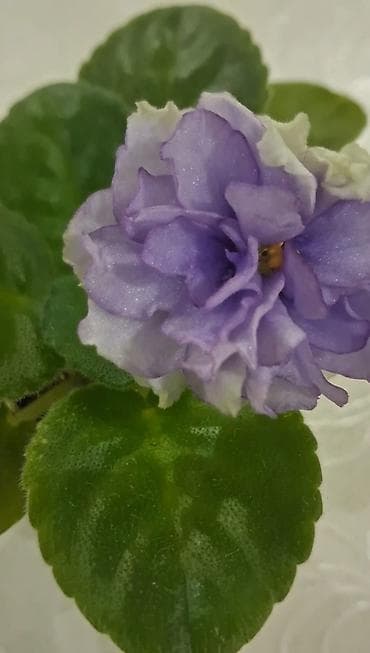 Букетные цветы: Детка фиалки АВ-Пена Морская — 2