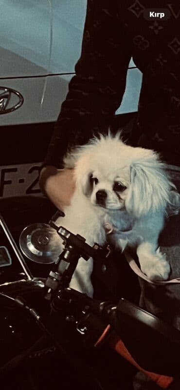 пекинес цена в баку: Pekines, 4 ay, Dişi, Peyvəndli — 2