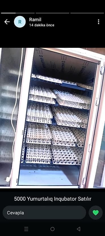 5000 yumurta, Tam avtomat