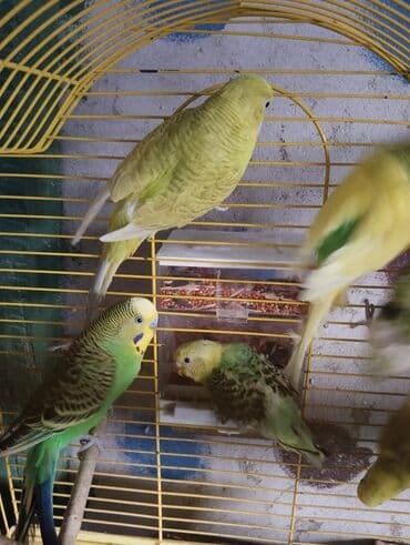 tutuquşu haqqında: 13 ededdir aktiv balalardir deneyle 9 manat hamsini alana 8 manatdan — 4