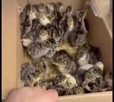 Hinduska balalari 8azn