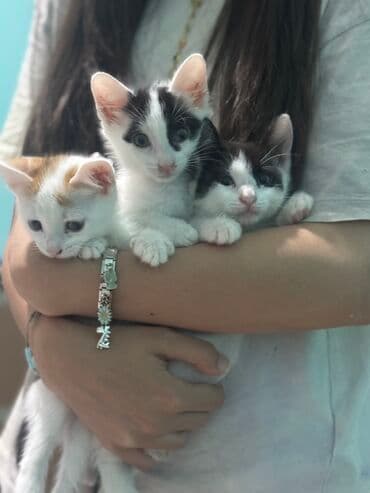 добрые руки собаки: Самец, Самка, В добрые руки, Самовывоз — 1