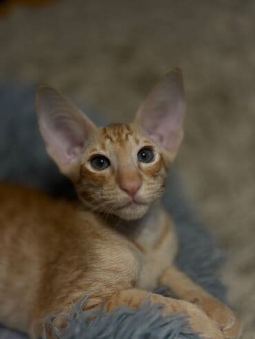 Gəmiricilər: Erkək — 2