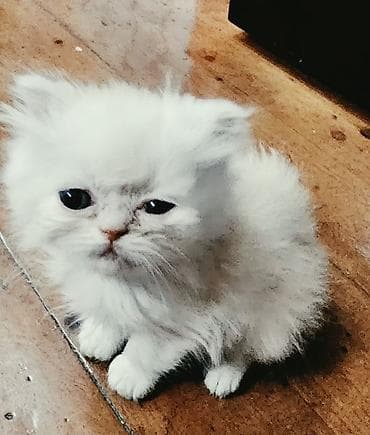 pisik cutlesdirme: Ekzot — 4