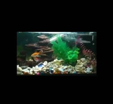 İtlər: Dördbucaq akvarium, 10 l — 1