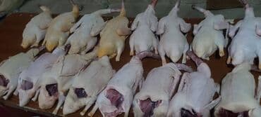 en iri it cinsi: Satılır — 4