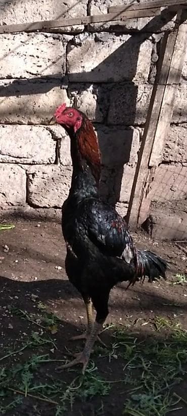 Heyratı beçə satılır cins heyvandı hələ tam ayılmayıb heyvanan başı — 3