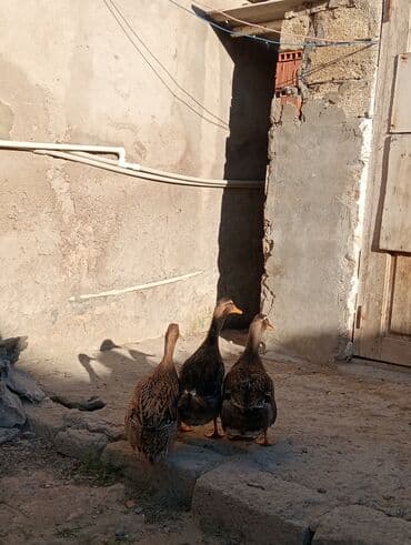 lal ördeyler: Erkək, Damazlıq — 3