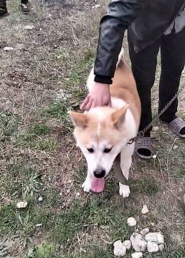 Gəmiricilər: Akita-inu, 8 ay, Dişi — 2