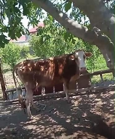 ana bala inək: Simental tipli inək və balası (dana) satılır. Xüsusiyyətlər: - Ana — 2