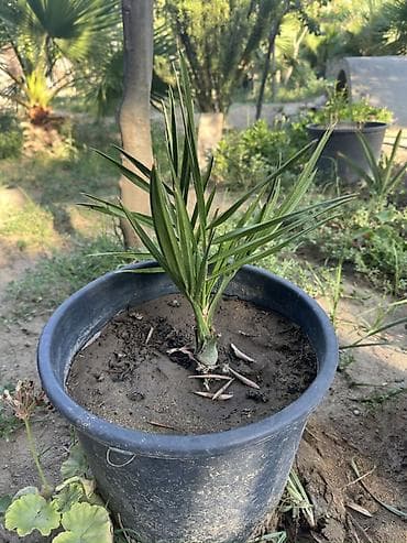 zefir bitkisi: Finik toxumu ve hazir qabda olan satılır 95 % cıxır . Xarici yaxşı — 2