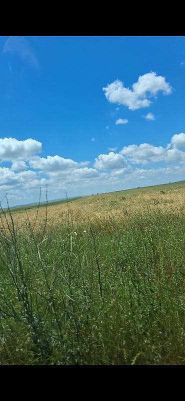 balakende torpaq satilir: 650 sot, Kənd təsərrüfatı, Mülkiyyətçi, Kupça (Çıxarış) — 3