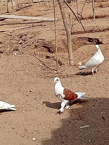 qefes satisi: Kəvən baladi satılır real alıcılar əlaqə saxlasin — 5