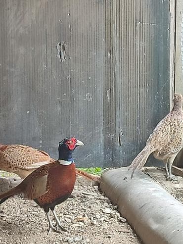 1 illik, mayalı yumurta verən qırqovullar,2 dişi erkek,qiymət 3ünə at lalafo.az 1 illik, mayalı yumurta verən qırqovullar,2 dişi erkek,qiymət 3ünə