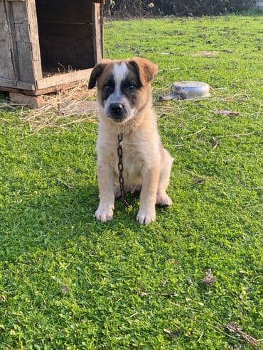 basenc itləri: Alabay, 1 ay, Erkek, Cütləşmə üçün, Ünvandan götürmə — 10