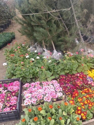 gül satışı toptan: Torf gubresinin satisi qazon torpaq peyin gul cicek yolka palma sekas — 2