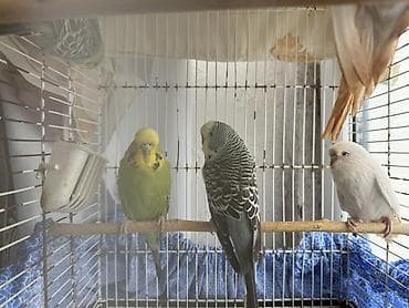 bülbül quşu: Cute hazır Çex quşlar, qızgın quşlardır ve temiz qan cex quşlardır — 3