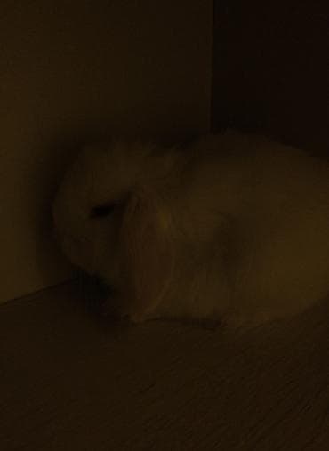 Птицы: 2 denədir deyə satıram 2 sinə birlikdə baxa bilmirəm hər şeyi — 4