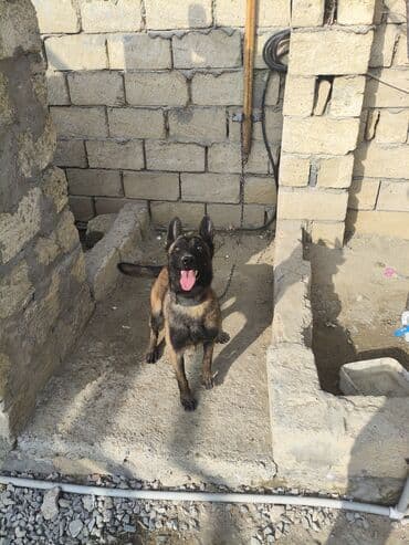 heyvan sahiblənmək: Malinosdu adamcil deyil ba bilmirem deye satilir oynamaqi xosdayir — 2