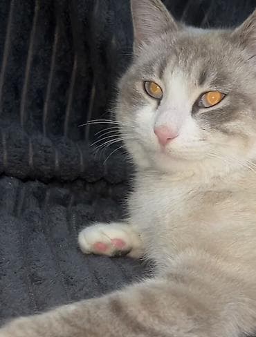 Heyvanlar üçün mallar: Şinşilla, Erkək — 2