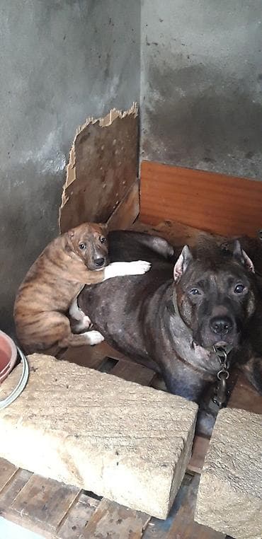 avcarka balası: Pitbul, 2 ay, Dişi, Peyvəndli — 2