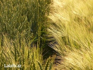 Kənd təsərrüfatı, Mülkiyyətçi