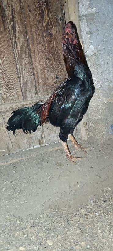 sumqayıtda cucə satışı: Salam Gördüyünüz Heyvan satılır 2 ilikdi həyvandi.Qəsəng meydanları — 1