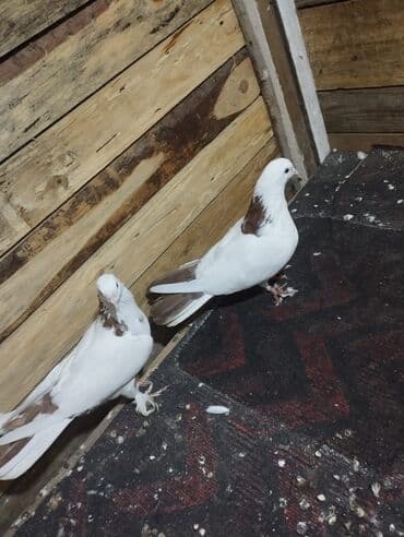 сетка для клетки попугая: Göyərçinlər — 2