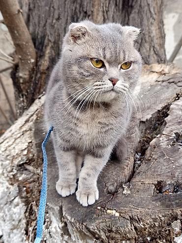 Pişiklər: Şotland, Dişi — 9