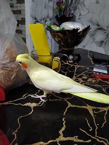 bita satilir: Salam. Karella papuqay satilir. 11 ayliqdi. Ozune gore iri sortdu — 7