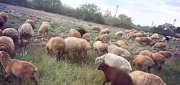 mal qoyun: Qoyun sürüsü – ət və yun istiqamətli - Növ: yerli qarışıq cinslər — 6