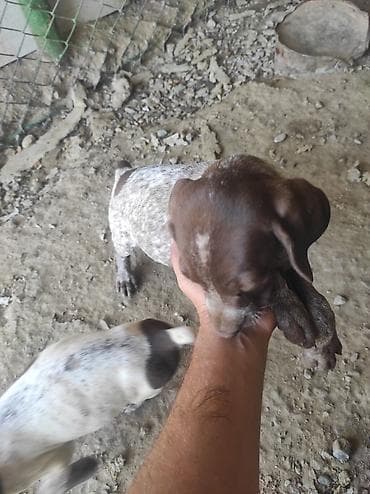 it telimi: 2 ay, Peyvəndli — 8