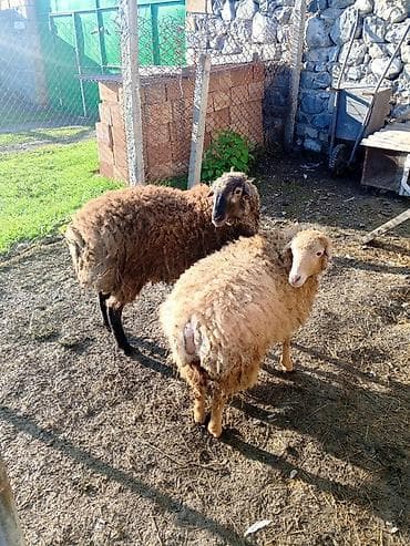 Quzu: Qoyunlar – 2 baş 1 i erkək 1 i dişidir 7.8 aylıq quzulardı Bordaqda — 1