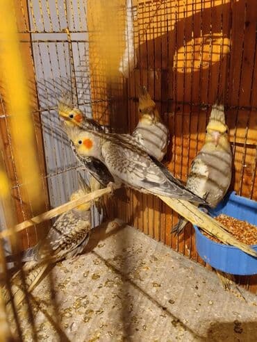 Növ: Nimfa (Cockatiel) papağanları Rənglər: Ağ-qara naxışlı, sarı