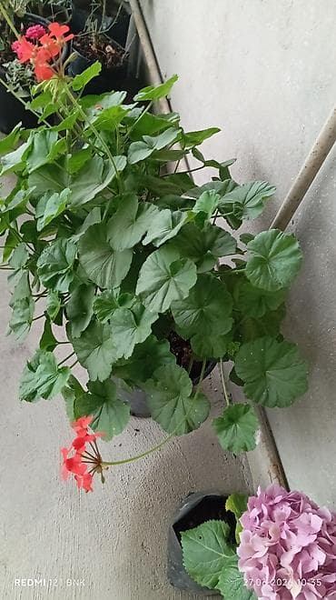 Qırmızı çiçəkli sardunya (geranium) – qapalı/açıq məkan üçün bəzək — 2