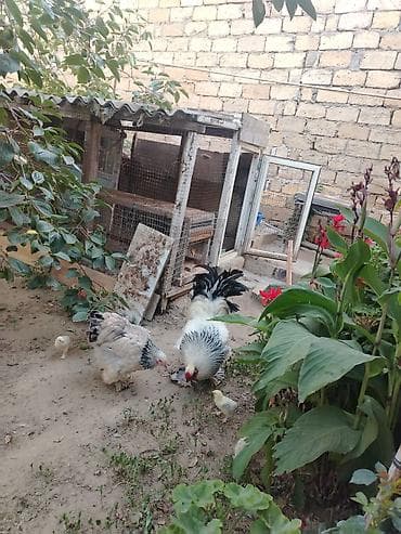 uxeylul toyuqlari: Saf Brahma Sortu. Ağ layt cinsi. Tək toyuqdur deyə yetərincə — 3